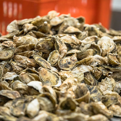 LowCountry Cups - 100 Oysters